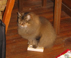Picture of Angel sitting on a book